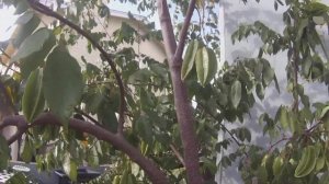 Backyard (Carambola) Starfruit Tree w fruit growing in Lake Forest California