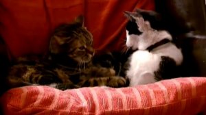 Кошки Кло-Хилл / Cats of Claw Hill. 5 серия - Кошачья позиция (2009)