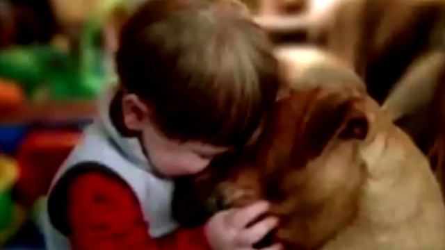 Малыш навсегда прощался с собакой. Но дальше произошло то, что заставит вас вздрогнуть! смотреть онлайн