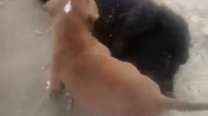 Спаниель vs питбуль