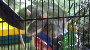 Какие домашние животные самые умные?