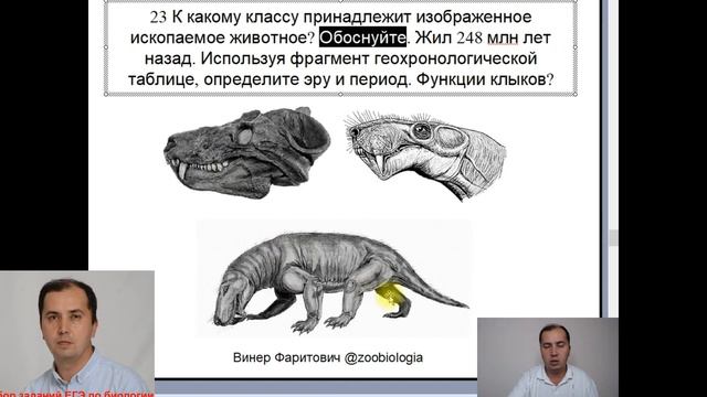 Объясните почему зверозубые рептилии получили такое. Зверозубый ящер ЕГЭ. Зверозубый ящер ЕГЭ биология. Зверозубые ящеры считаются переходной формой между классами. Гетеродонтная зубная система зверозубые рептилии.