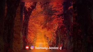 Газалиёти саъди шерози