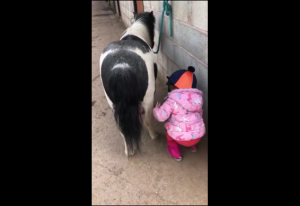 Двухлетний малыш чистит копыта Шотландского пони