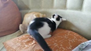 Смешные видео про животных. Чихуахуа и кошка. Кошка против собаки.  великий воин кунг-фу.