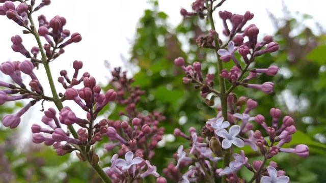 СИРЕНЬ начинает цвести, весна 2020 смотреть онлайн