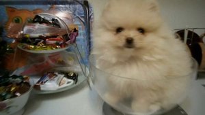 Как растет шпиц. История помераночки Бусинки.