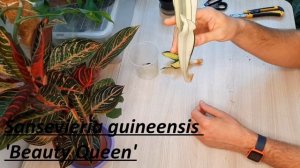 Новинки растений / ПОСЫЛКА С САНСАМИ /  Sansevieria guineensis 'Beauty Queen'