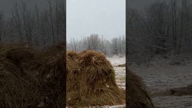 Сенокос в октябре