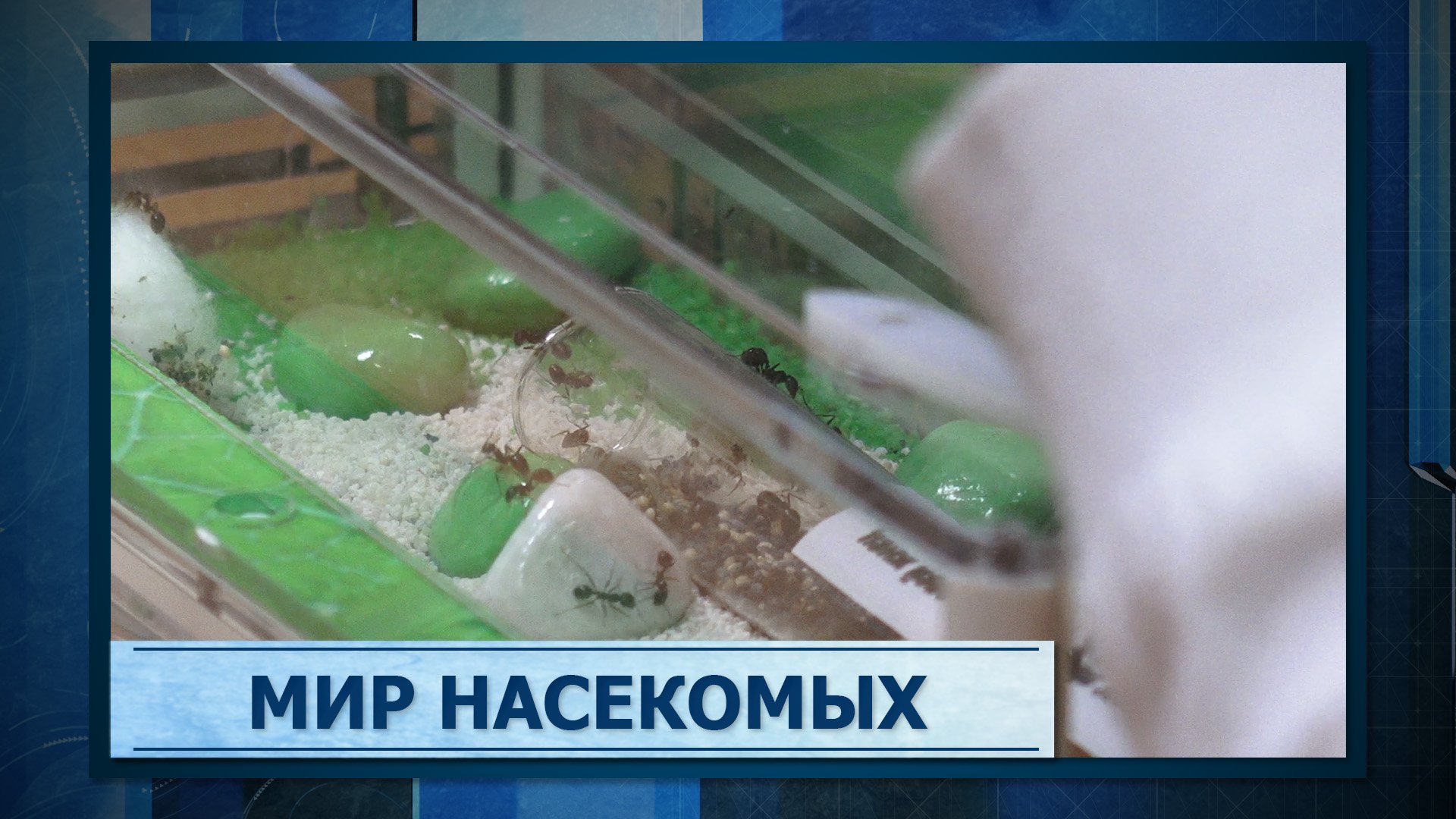 Мир насекомых