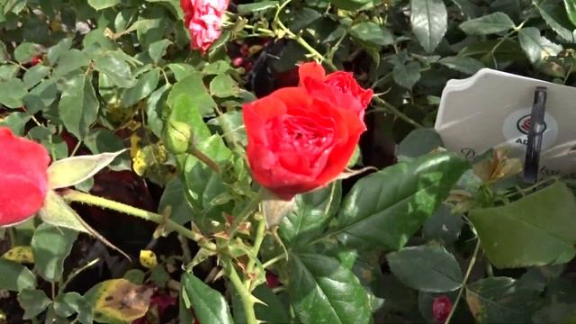 Rosa var. Cherry Girl смотреть онлайн