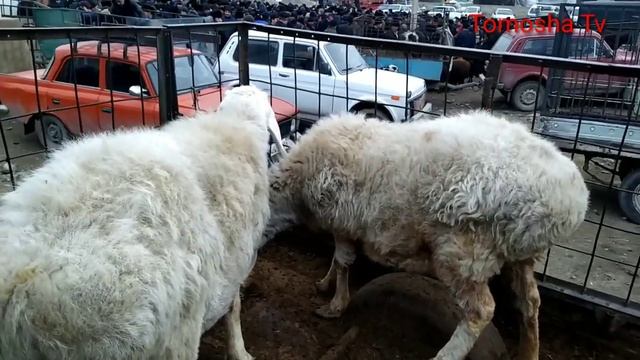 Фаргона вилояти Яйпан мол ва кўй бозор нархлари