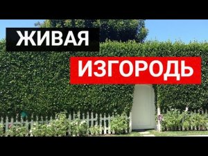 Живая изгородь_ зеленые заборы в ландшафтном дизайне