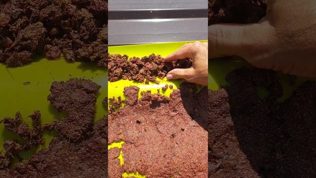 Ферментированный ягодный чай из лесной клубники, июль 2023 смотреть онлайн