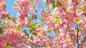 Mузыка Сергея Чекалина!Сборник самых невероятно красивых и нежных мелодий,музыку можно слушать вечн