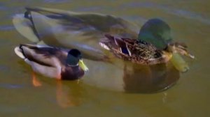 Строгино. Весна. Утки дерутся