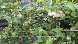 ?? Как Цветёт Моя Голубика