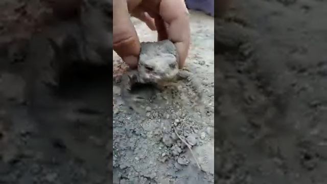 животные, жабище