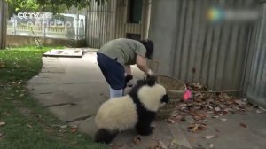 Панды мешают уборщице прибраться