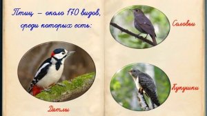 Разнообразие природы