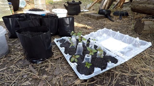 Декоративная яблоня Недзвецкого семенами смотреть онлайн