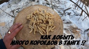 Как добыть короедов для рыбалки в тайге. Наживка для рыбалки. Где взять наживку. Короед для рыбалки.