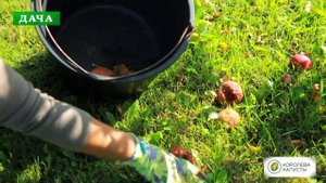 ОСЕННИЕ РАБОТЫ В САДУ?Что нужно сделать в саду в сентябре и октябре?