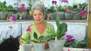 Реанимация АРОМАТНОЙ орхидея окончена. Пересадка орхидеи tetraspis "Green", в кору.