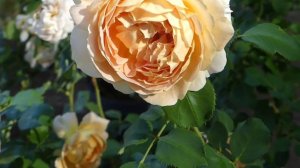 #16 Rose Fun in the sun, English rose, very fragrance rose (กุหลาบสี พีช , แอพพิคอท กลิ่นหอมมาก )