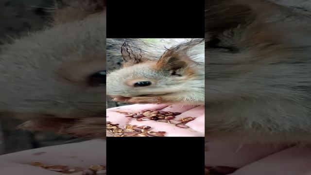 Бельчонок ругается