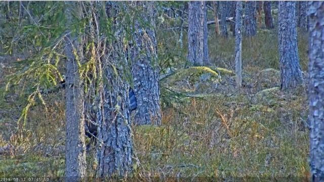 Утро. Лес. Глухарь токует. (Эстония). смотреть онлайн