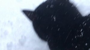 Happy cat purrs in the snow Cat video #10 /  Черный кот мурчит в снегу #catvideo