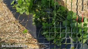 Сорт клубники Сельва ? НСД. Belklubnika.by.mp4