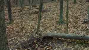 Косули на солонце в конце ноября.