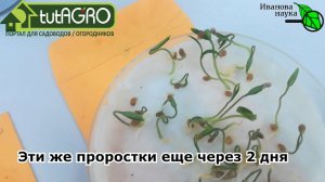 ПРОРАЩИВАНИЕ СЕМЯН и УКОРЕНЕНИЕ ЧЕРЕНКОВ В... КАКТУСАХ! Реально ли это и какой результат?