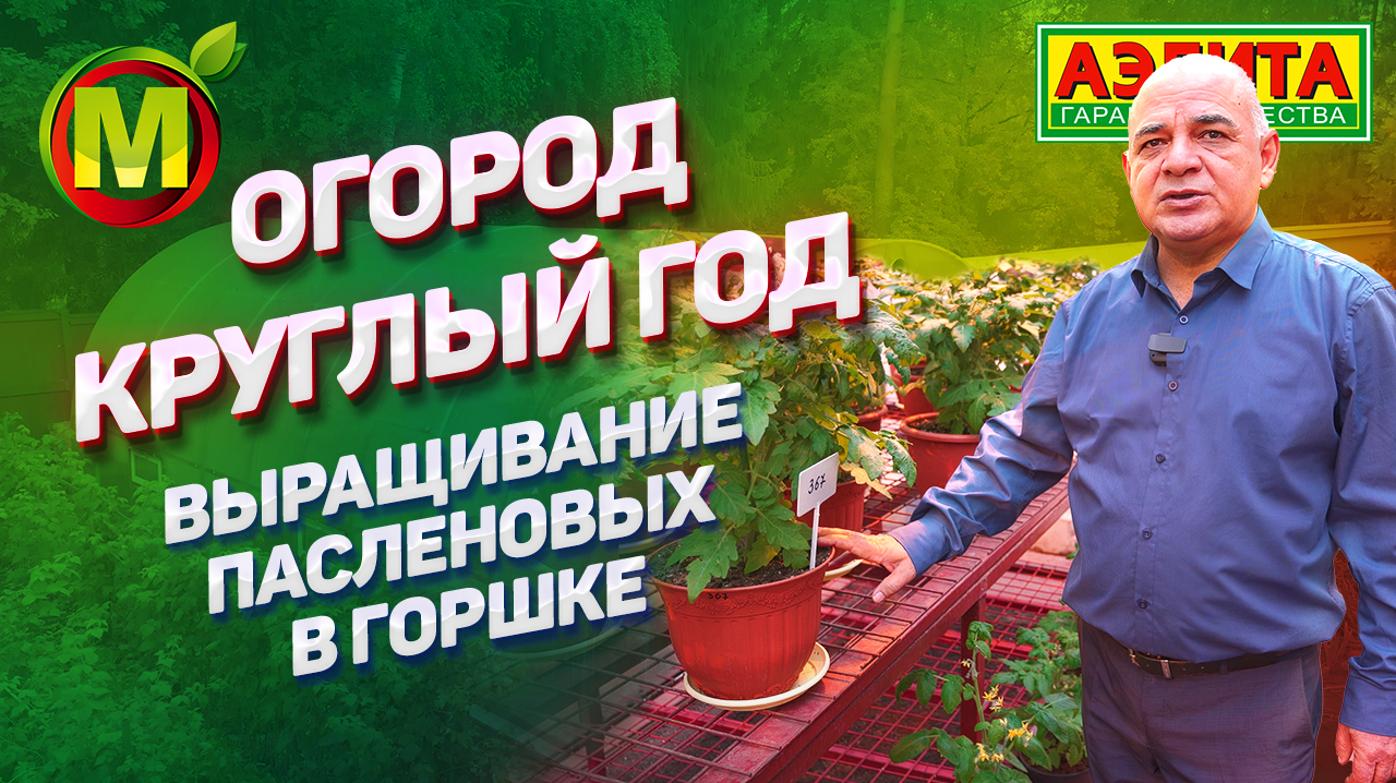 Выращиваем томаты, перцы и баклажаны в горшке круглый год. Советы от профессора!