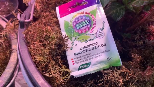 Хлороз!гортензия!Эффективное средство от хлороза!