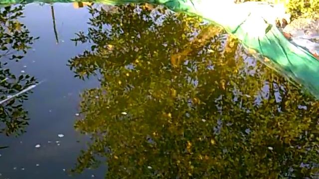 Обзор пруда в огороде КАРП РАСТЕТ смотреть онлайн