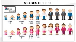 STAGES OF LIFE|| СТАДИИ ЖИЗНИ (КАК НАЗЫВАТЬ ЛЮДЕЙ В РАЗНЫХ ВОЗВРОСТАХ)