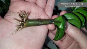 Результаты УКОРЕНЕНИЯ ЗАМИОКУЛЬКАСА через 1 месяц, 4 способа, что дало больший эффект