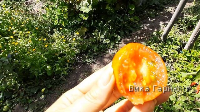 Необыкновенно красивый томат Вернисаж