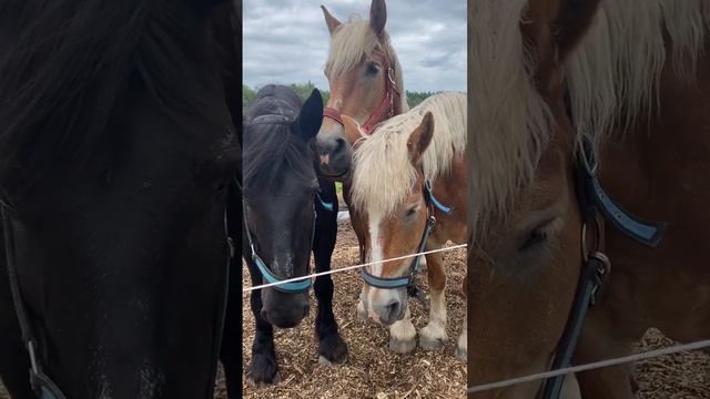 How cute are they together? ? #drafthorse #belgian #percheron