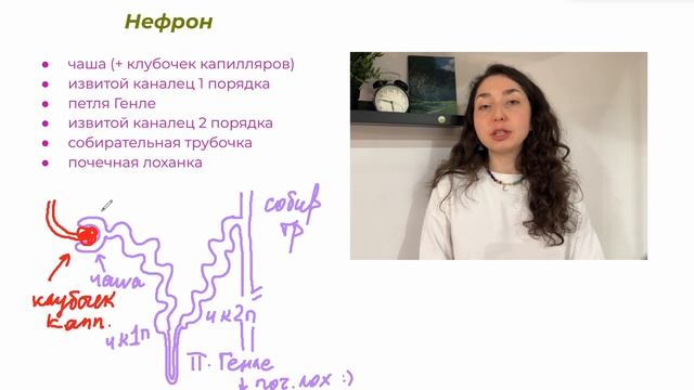 Анатомия — Выделительная система. Строение почки и нефрона.