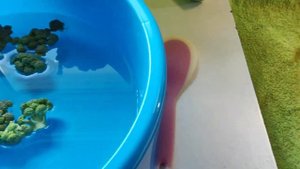 Как заморозить брокколи на зиму ,рецепт ! Отлично получается !