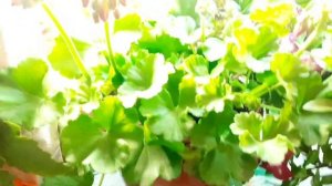 ЗАНОШУ В ДОМ СВОИ БЕГОНИИ, ПЕЛАРГОНИИ, КАТАРАНТУС, ПИЛЕЮ И ДРУГИЕ РАСТЕНИЯ.СОХРАНЯЕМ ОТ ХОЛОДОВ.