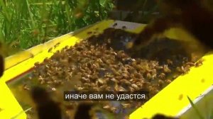 пчелиный яд апитоксин сбор, полезные свойства