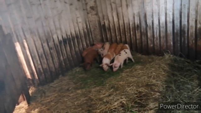 Телёнок лысеет. ЖДУ СОВЕТОВ смотреть онлайн