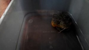 Лягушка ест мышонка целиком African bullfrog eats a mouse