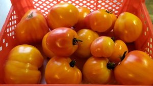 Томат Сокровище Инков. Самый вкусный сок.