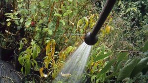 Полив растений с помощью водяной реактивной струи